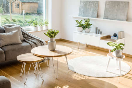 Fresh plants and flowers placed in bright living room interior with hairpin tables, round rug, white...