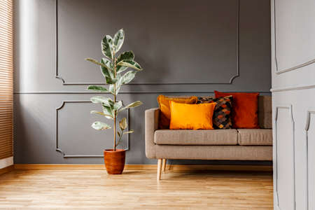Ficus next to brown couch with orange pillows in dark grey apartment interior. Real photoの写真素材