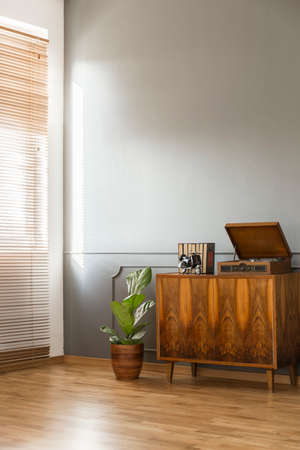 Wooden cabinet next to plant against grey wall in minimal retro flat interior with blinds. Real...