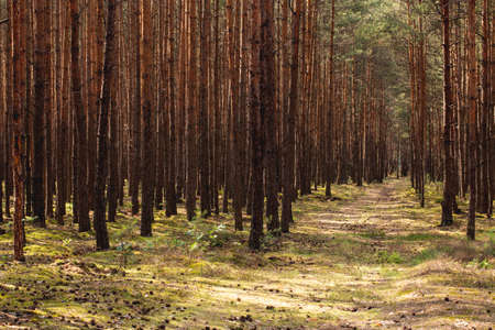 Scenery of trees in the forest and walkway during summer