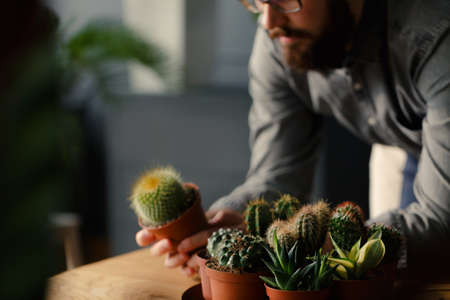 Close-up of a man looking at cactus and succulents. Focus on the plantsの写真素材