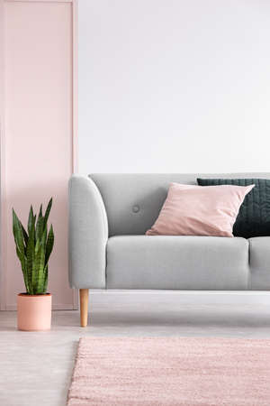 Plant next to grey settee with cushions in grey living room interior with pink carpet. Real photoの写真素材