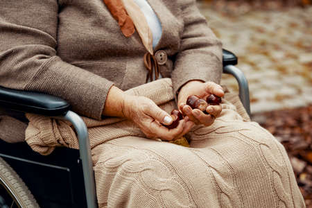Close up of senior lady on wheelchair with chestnuts in her handsの写真素材
