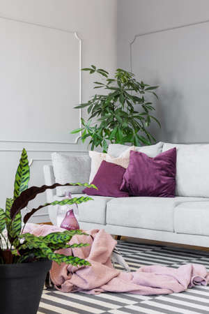 Real photo of purple pillows on a couch in a living room with plantsの写真素材