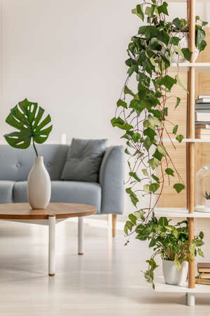 Urban jungle in natural living room with grey Scandinavian couch and ivy in pot on bookshelfの写真素材
