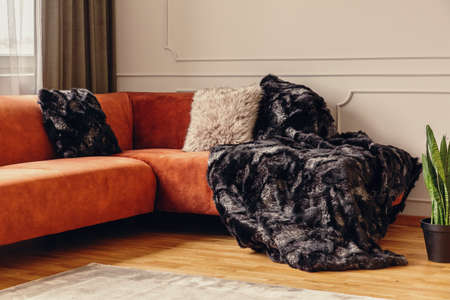 Chic living room interior with corner sofa with pillows, copy space on empty grey wallの写真素材