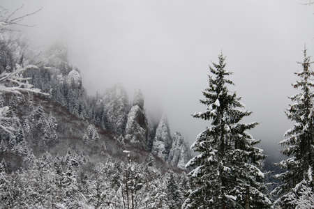 Forest during winter time.の写真素材