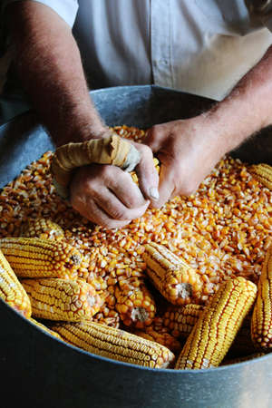Corns processed by hands during summer.の写真素材