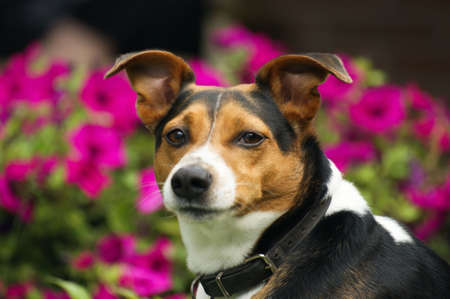 an allert dog is watching youの写真素材