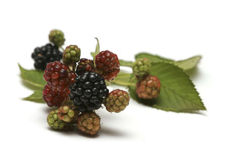some mature and immature blackberriesの写真素材