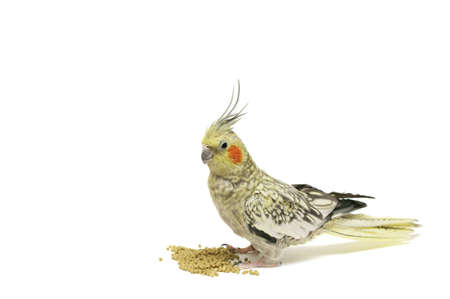 a cockatiel an a white background with some pellets foodの写真素材