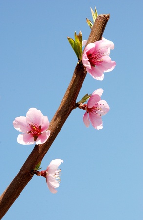 Peach flower branch in bloom pink of peachの写真素材