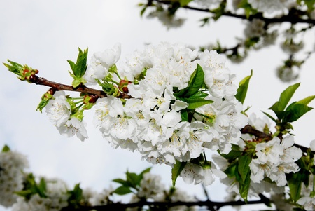 Branch of cherry blossoms