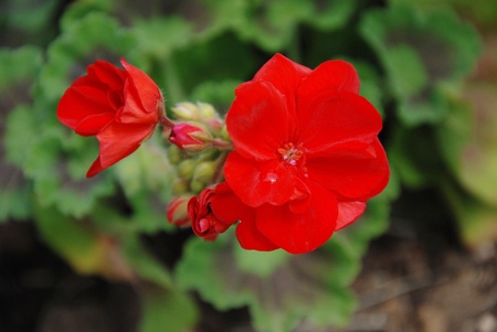 Red geranium in the gardenの写真素材