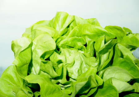 leaves of lettuceの写真素材