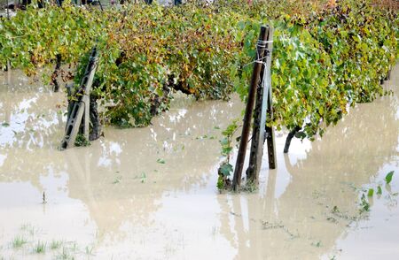 flood, flooded fields and vineyardsの写真素材