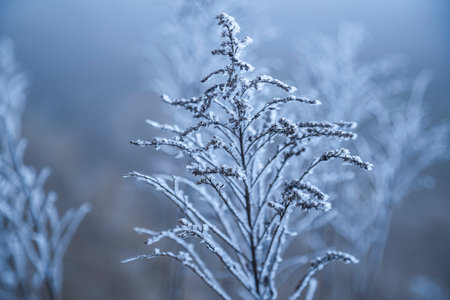 Hoarfrost on frozen grass in winter, shallow depth of field, illuminated by cool blue light.