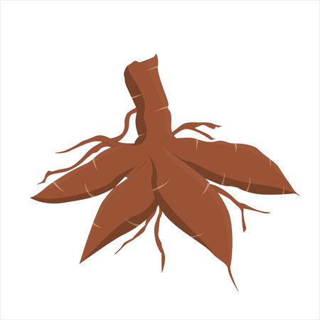 Cassava vector illustration. Cassava root also known as manioc with latin names manihot esculenta. Poster, banner and background national tapioca day template isolated on whiteのイラスト素材