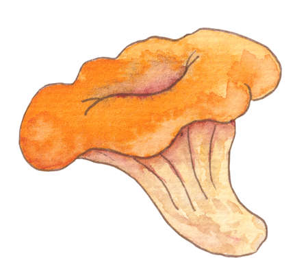 Mushroom chanterelle painted with watercolor. Isolated on white background.の写真素材