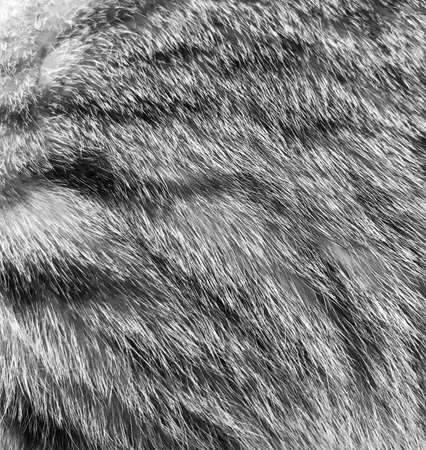 Cat hair tiger color tabby. Gray. Background texture for design