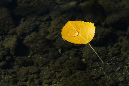 Yellow aspen leaf in water with rain drop on its surface. Abstract natural seasonal background....