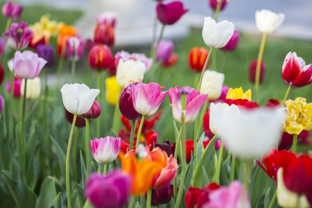 Tulip flower. Colorful tulips flower. Flowers photo concept.Flower backgroundの写真素材
