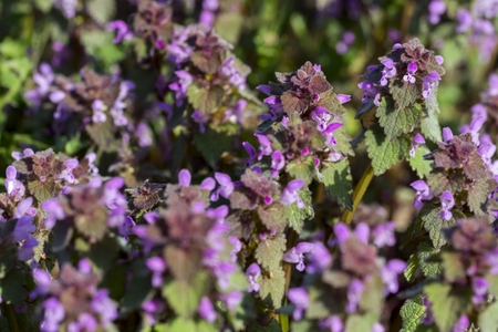 Field with lamium purpureum, known as red dead-nettle, purple dead-nettleの写真素材