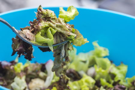 
Vegetable salad lettuce Fresh green lettuce, salad bowl leafy green healthy
Spring vegetable salad.
の写真素材