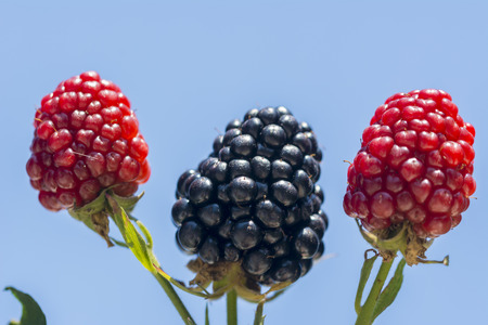 Blackberries on a green bush in summer garden