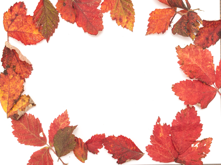 Autumn background with fall leave on white backgroundの写真素材