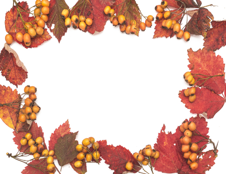 Autumn background with fall leave and fruits on white backgroundの写真素材