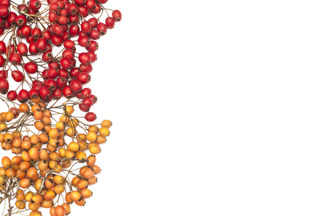 Autumn background with fruits on white backgroundの写真素材