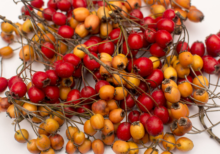 Autumn composition. Composition  pattern made of autumn fruits on white backgroundの写真素材