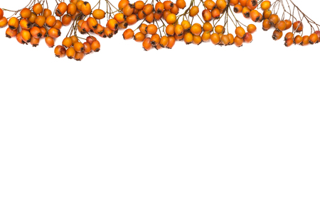 Autumn background with fruits on white backgroundの写真素材