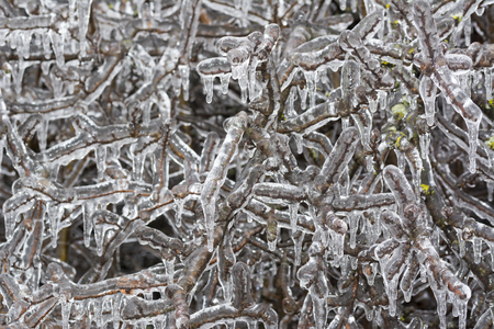 Freezing rain, Branch coveren with ice, background use.Copy space.の写真素材
