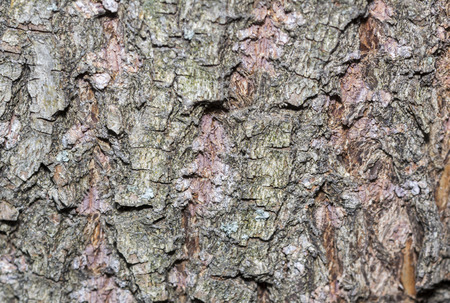 bark tree texture, tree bark for background useの写真素材
