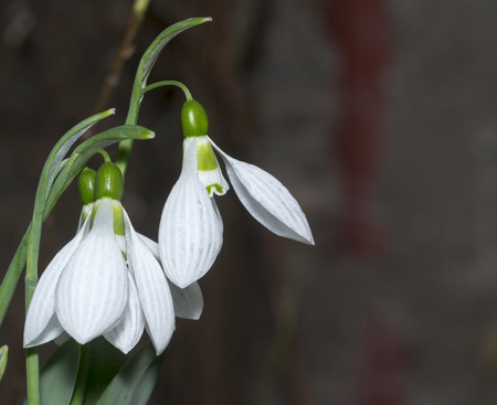 Snowdrop in forest. Spring nature composition, Galanthis in early springの写真素材