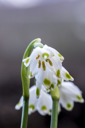 Snowdrop in forest. Spring nature composition, Galanthis in early springの写真素材