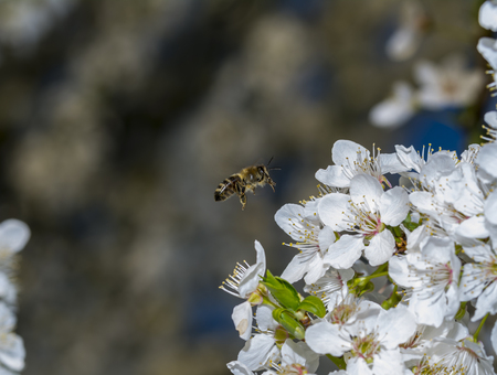 Spring flowers, blooming spring flowers and closeup beeの写真素材