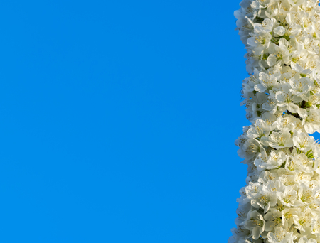 Spring flowers, blooming spring flowers against blue sunny skyの写真素材