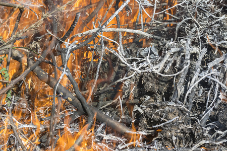 Bush on fire outdoor. Burning dry grass. Fire and smoke. background conceptual Dangerous fires and smokesの写真素材