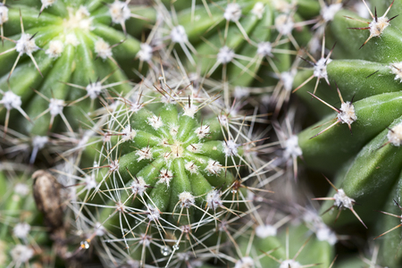 Closeup view of green cactus as a background Copy space for design close-up barrel cactusの写真素材