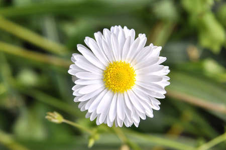 white flowerの写真素材