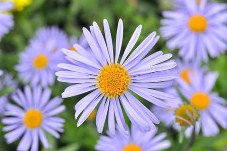 Violet flowersの写真素材