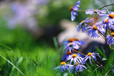 Violet flowers on the gladeの写真素材