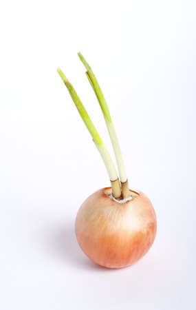 one onion, isolated on whiteの写真素材