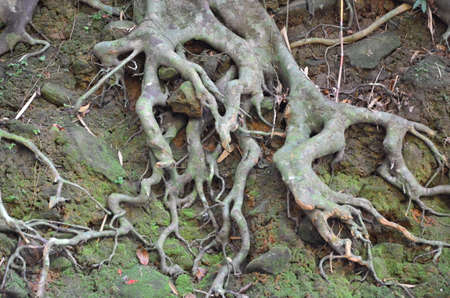 Tree rootsの写真素材