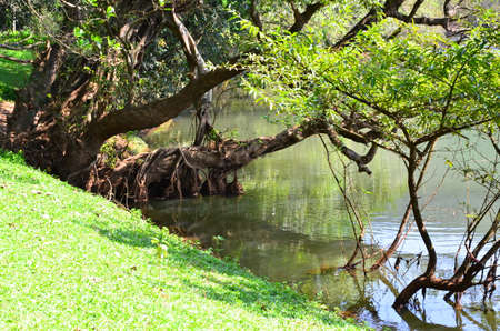 Trees and Riverの写真素材