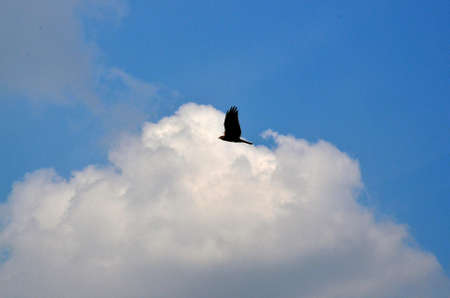 Flying Eagle