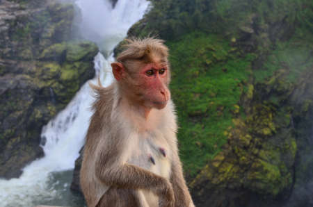 Monkey and waterfalls